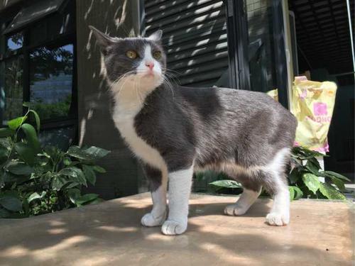 猫咪72最新,猫咪72最新，带你走进猫咪的奇幻世界！