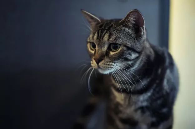 猫咪最新位置，跃上成功阶梯，自信与成长的交响曲之旅