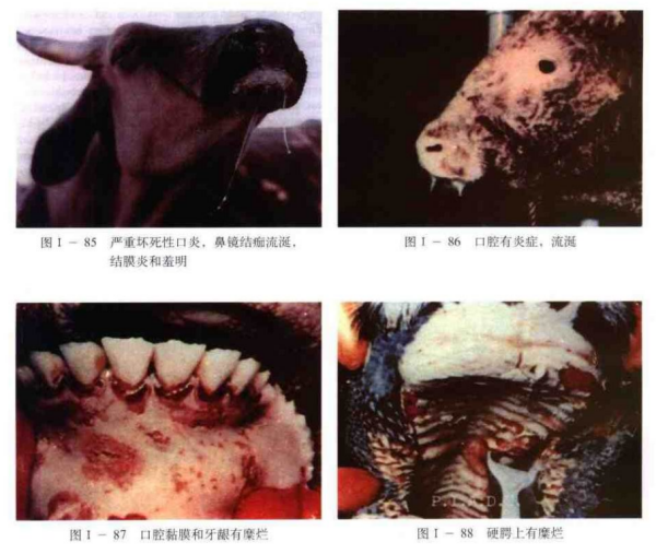 全球牛瘟最新疫情，防控形势及应对策略