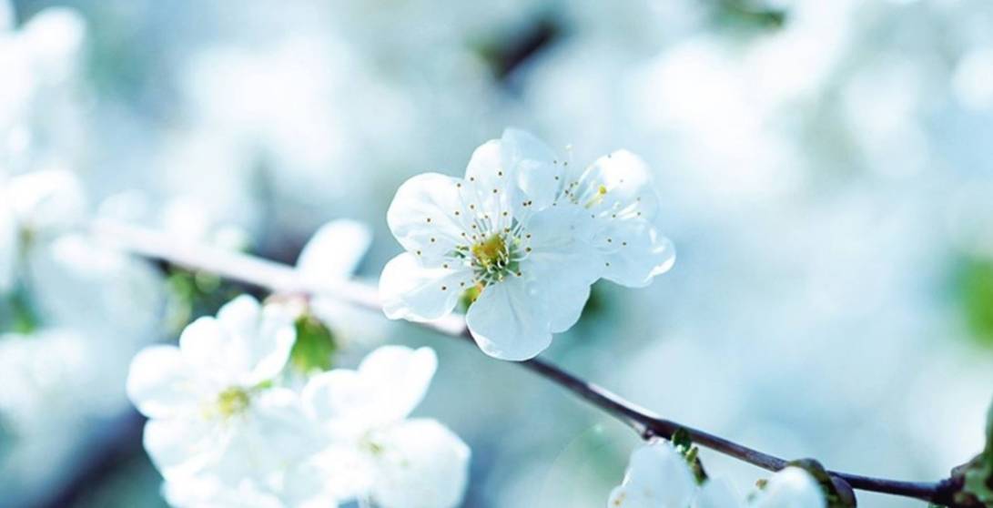 梨花属于什么生肖,定量解析解释法_并发版7.777